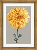 Framed Chrysanthemum on Gray IV