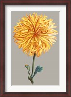 Framed Chrysanthemum on Gray IV