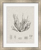 Framed Charcoal & Linen Seaweed I