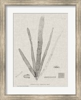 Framed Charcoal & Linen Seaweed II