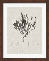 Framed Charcoal & Linen Seaweed IV