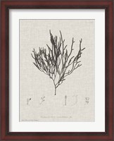 Framed Charcoal & Linen Seaweed IV