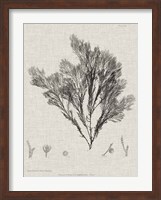 Framed Charcoal & Linen Seaweed V