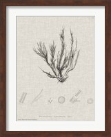 Framed Charcoal & Linen Seaweed VI