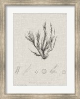 Framed Charcoal & Linen Seaweed VI