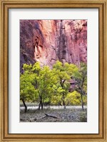 Framed Canyon Cottonwoods
