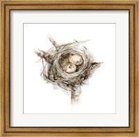 Framed Bird Nest Study I