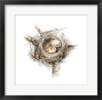 Framed Bird Nest Study I