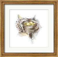 Framed Bird Nest Study III
