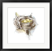 Framed Bird Nest Study III