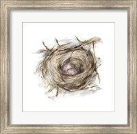 Framed Bird Nest Study IV