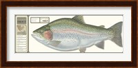 Framed World Record Rainbow Trout