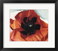 Framed Poppy