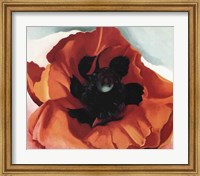 Framed Poppy