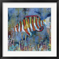 Framed Harlequin Tusk Fish