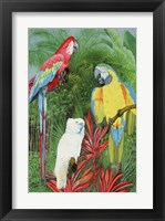 Framed 3 Parrots