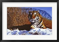 Framed Siberian Tiger In Snow
