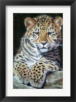 Framed Amur Leopard Cub 2