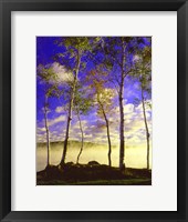 Framed Birch Trees & Mist, Negaunee, Michigan 09