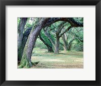Framed Louisiana Oaks, Louisiana 97