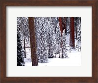 Framed Pines in Winter, California 95