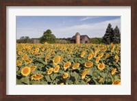 Framed Sunflowers & Barn, Owosso, MI 10