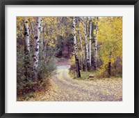 Framed Birch Tree DriveFence & Road, Santa Fe, New Mexico 06