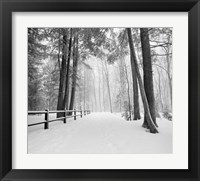 Framed Winters Path