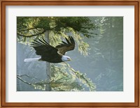 Framed Forest Flight / Eagle