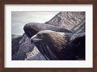 Framed Golden Eagle 2