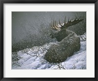 Framed Moose In The  Brush