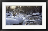 Framed Winter Creek - Coyote
