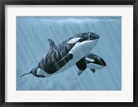 Framed Mother And Son- Orcas