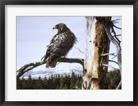 Framed Red Tailed Hawk
