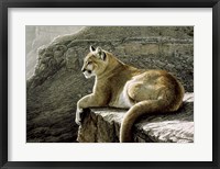 Framed Rimrock - Cougar