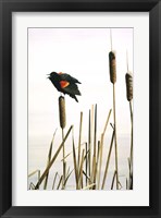 Framed Early Arrival- Red- Winged Blackbird