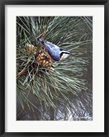 Framed Nuthatch On Pine Cone