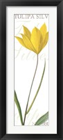 Framed Tulipa Silvestris