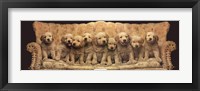 Framed Golden Pup Line-Up