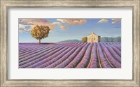 Framed Campi di Lavanda