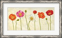 Framed Coquelicots