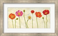 Framed Coquelicots