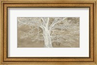 Framed White Oak