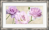 Framed Rose Classiche