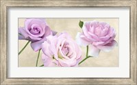 Framed Rose Classiche