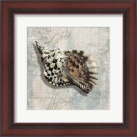 Framed Sea Shell
