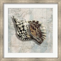 Framed Sea Shell