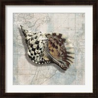 Framed Sea Shell