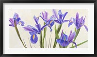 Framed Iris