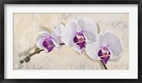 Framed Royal Orchid